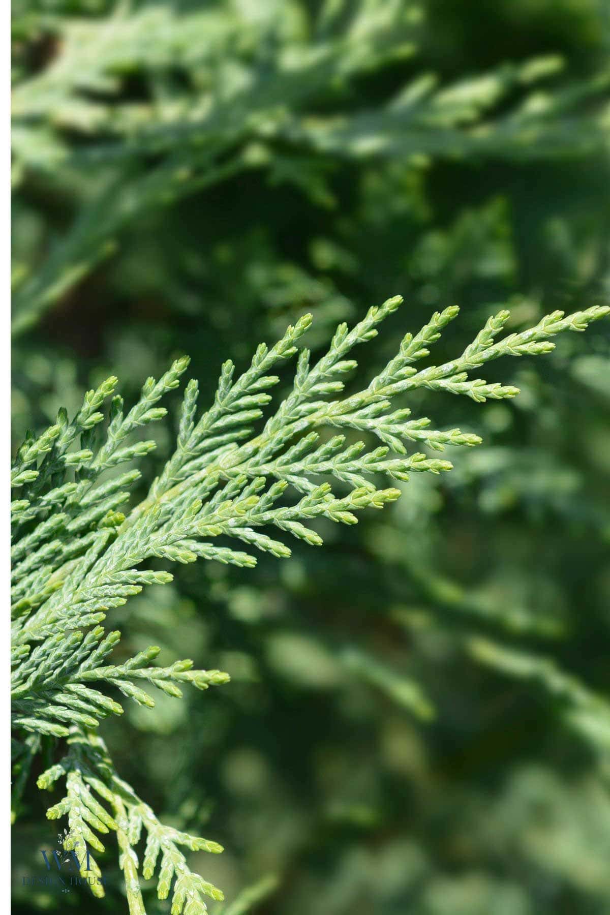 Close-up of a vibrant green evergreen branch with scale-like leaves used as Christmas table decor.