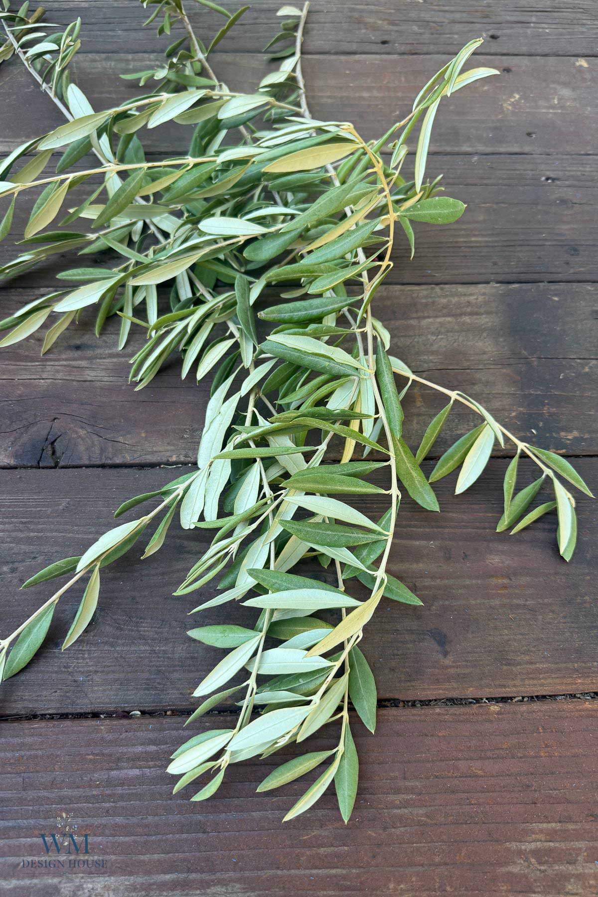 Olive branches with long, narrow green leaves tied with knotted rope, lying on a dark wooden surface with dried orange slices.
