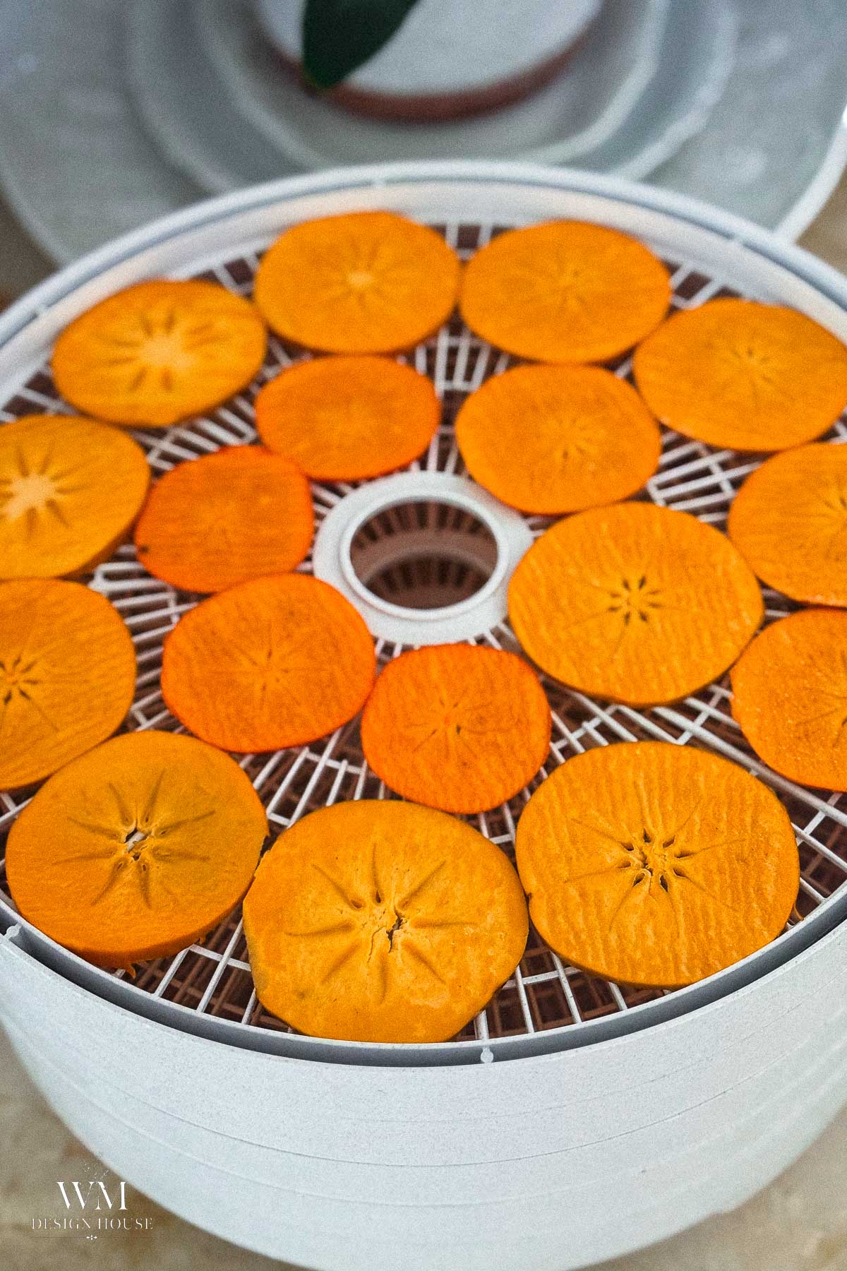 Thinly sliced, bright orange persimmons arranged on a white food dehydrator tray.