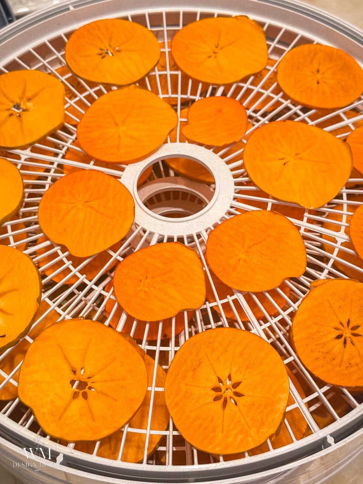 Sliced persimmons arranged on the white plastic tray of a food dehydrator.