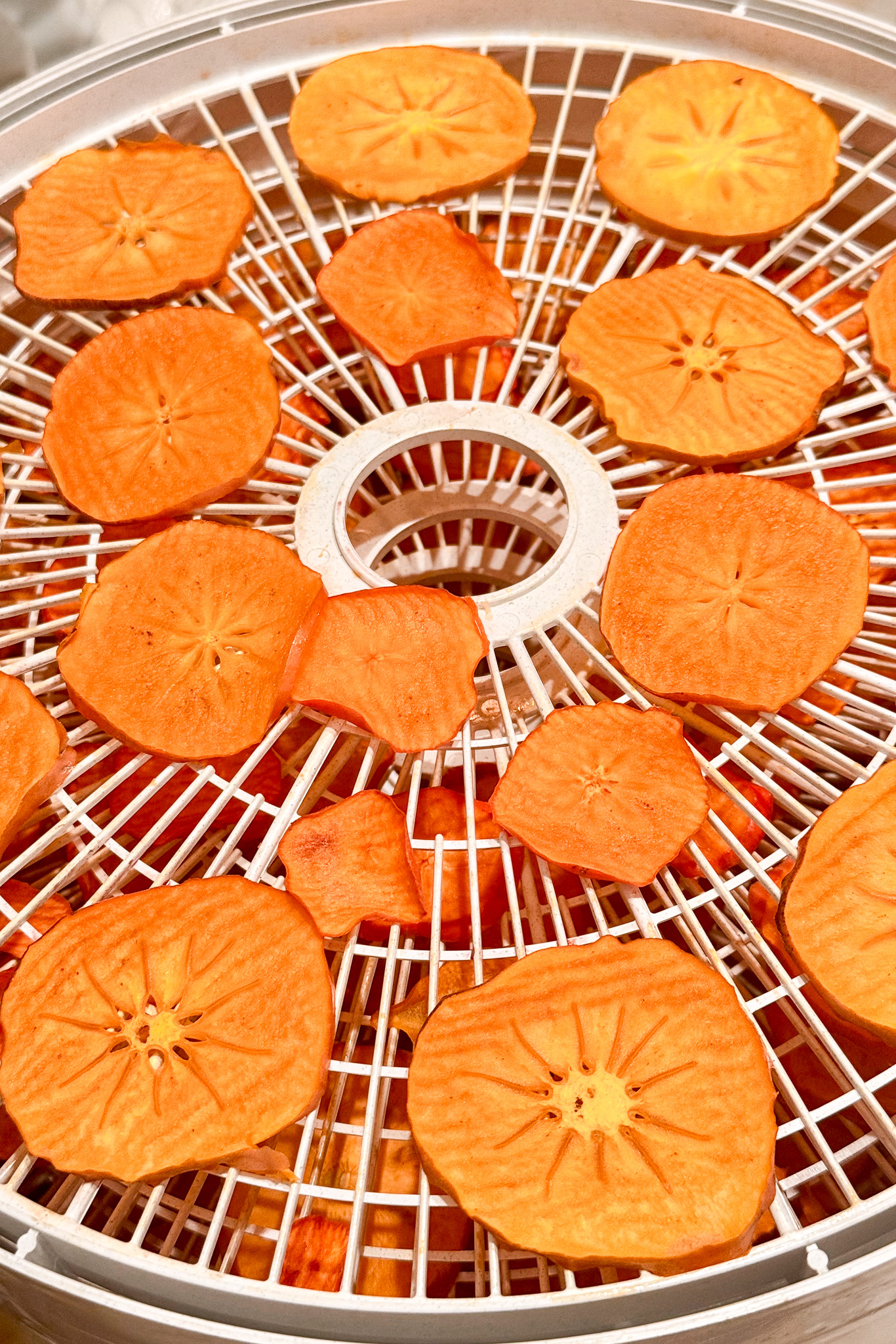Thinly sliced persimmons arranged in a single layer on a circular plastic food dehydrator tray for drying.