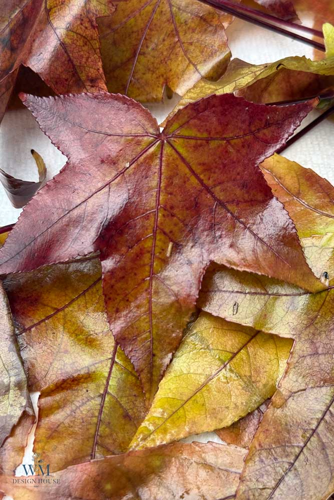 A collection of overlapping star-shaped autumn leaves in shades of red, brown, and yellow.