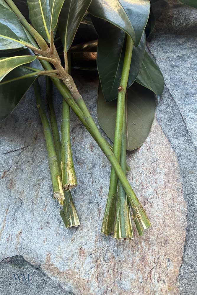 Magnolia branches with large green leaves resting on a stone surface.