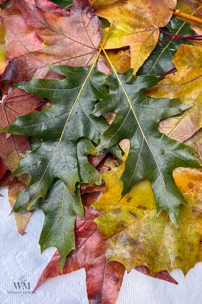 A pile of fallen autumn leaves in shades of green, yellow, orange, and red.