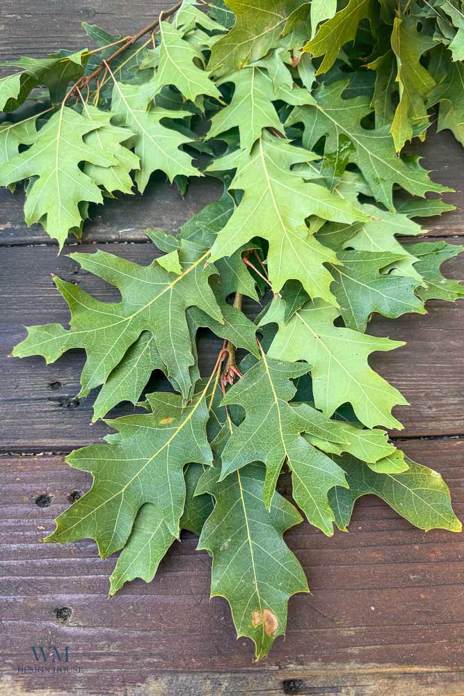 A leafy branch with lobed green leaves resting on a weathered wooden surface.