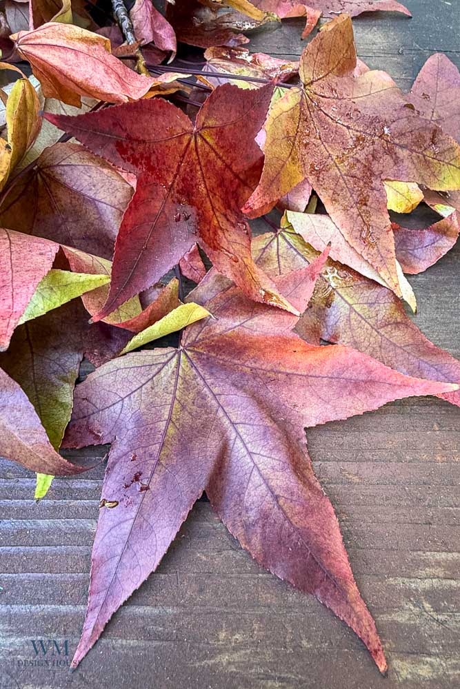 Star-shaped autumn leaves in shades of red, purple, and yellow scattered on a wooden surface.