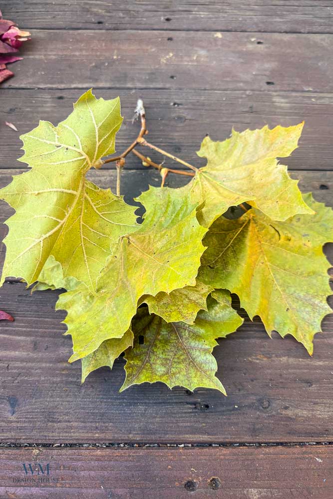 A cluster of yellow-green sycamore leaves on a wooden deck.