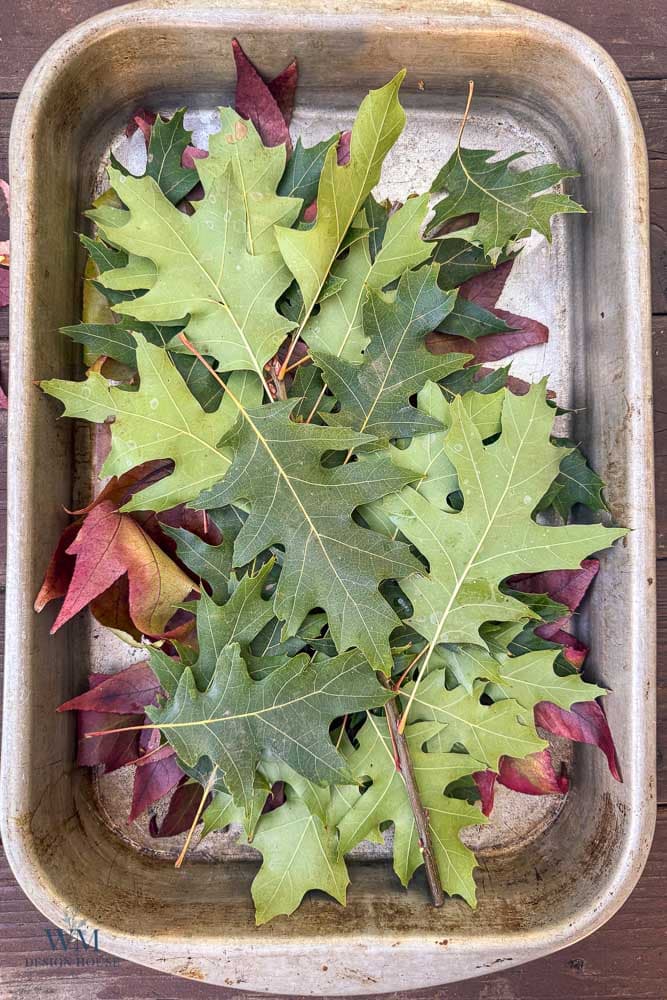 A metal baking pan filled with a mix of green oak leaves and red maple leaves.