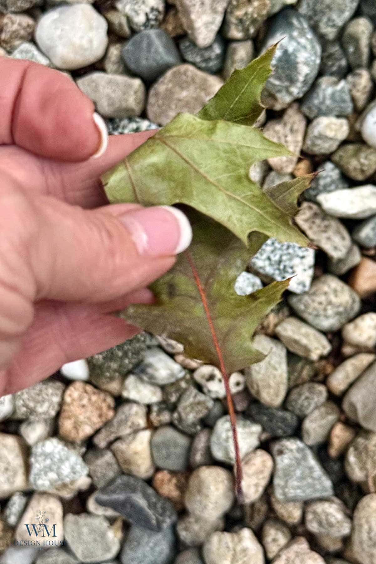 A hand holds a green, lobed leaf over a bed of multicolored gravel.