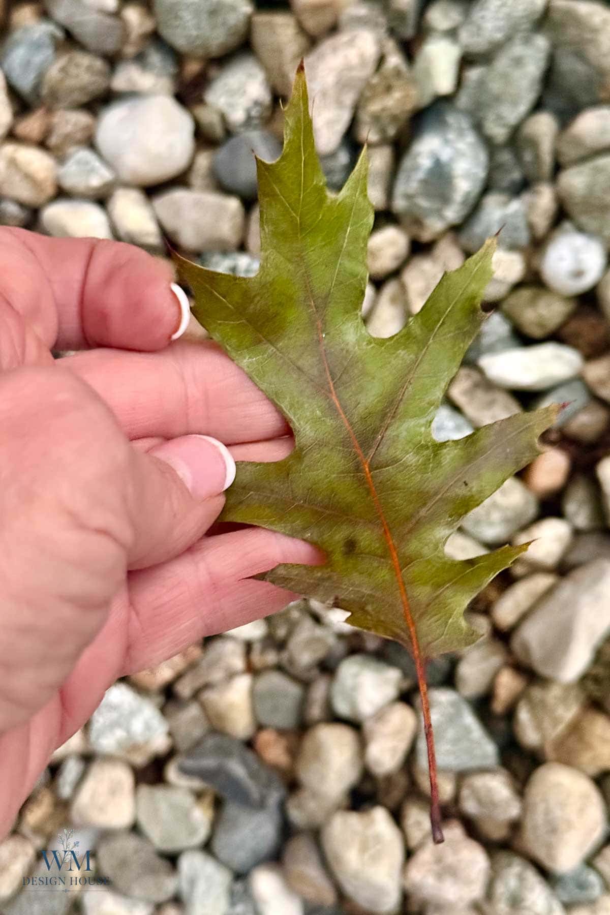 A hand holds a green, lobed oak leaf against a background of smooth river stones.